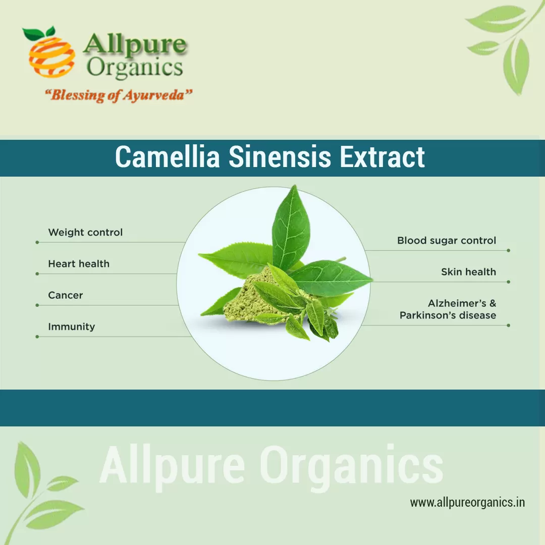 Camellia-Sinensis-Extract