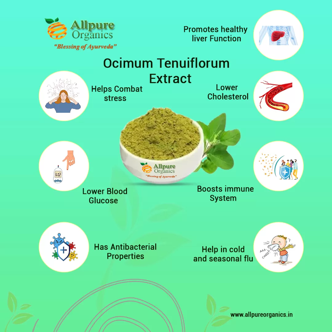 Ocimum-Tenuiflorum-Extract