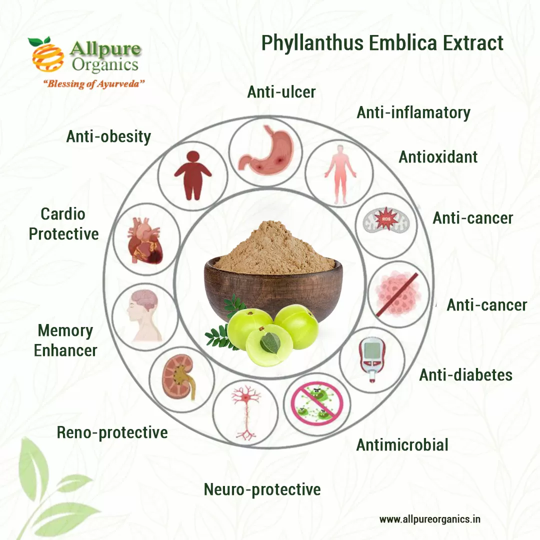 Phyllanthus-Emblica-Extract