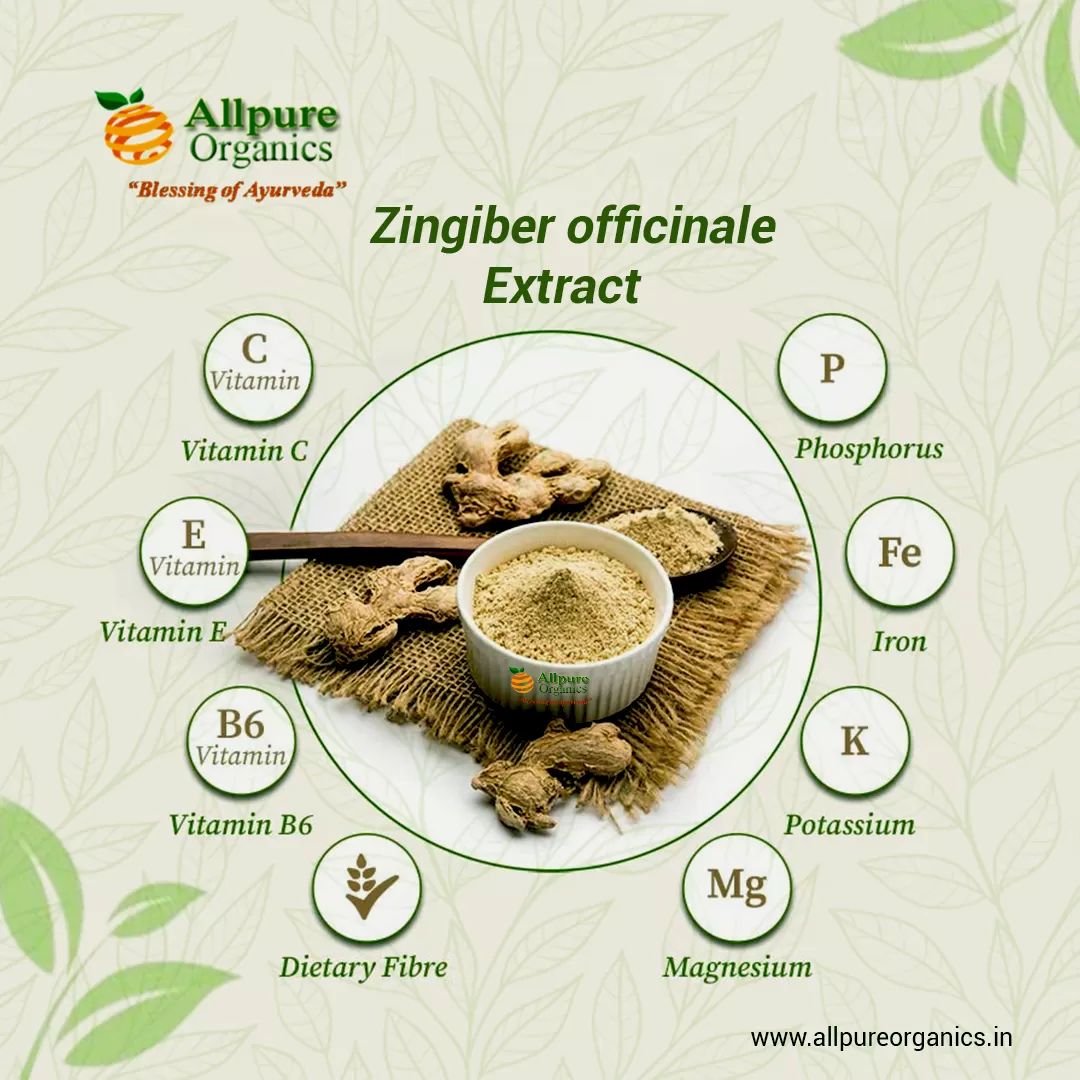 Zingiber-officinale-Extract